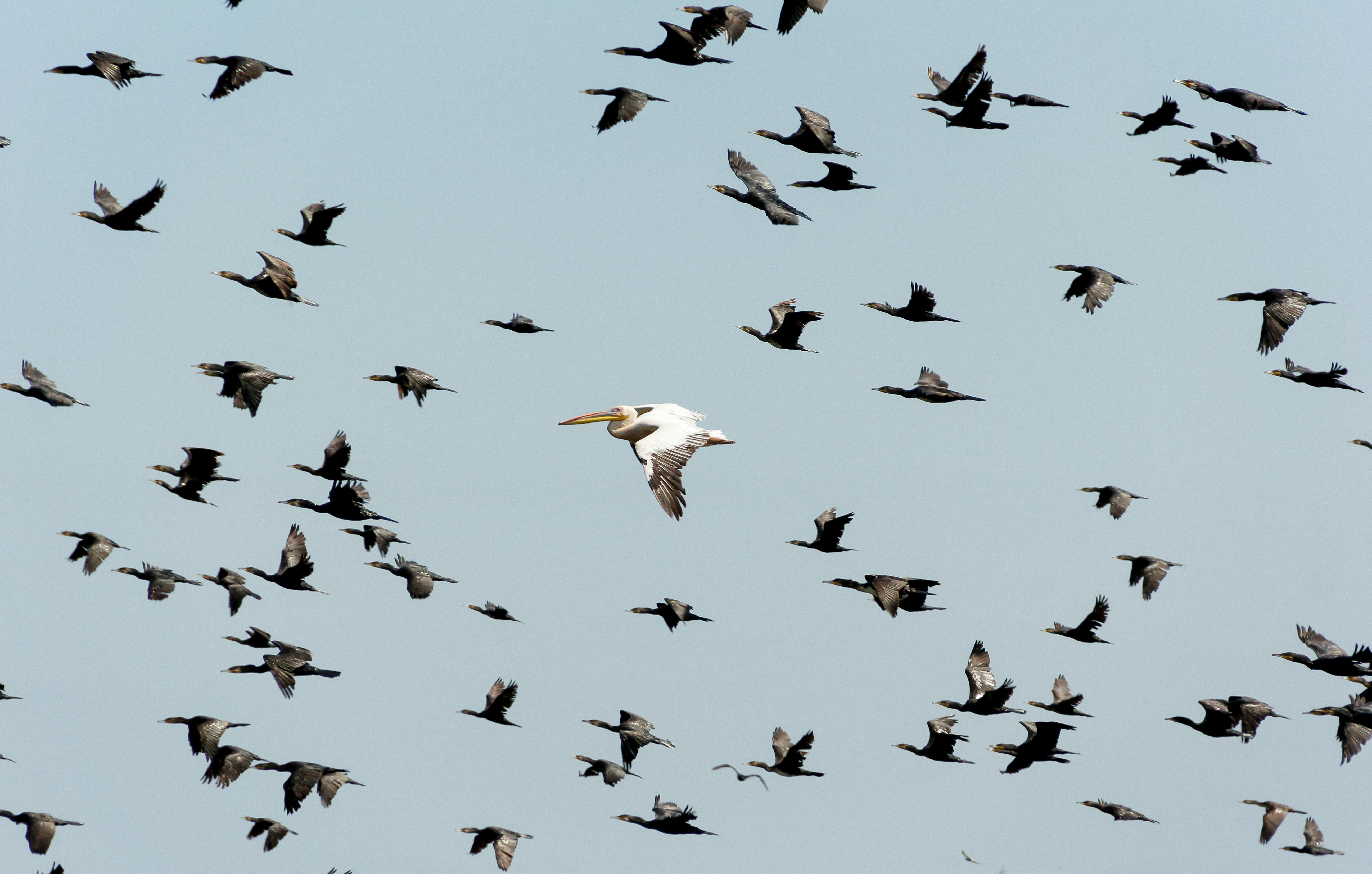flock of birds flying