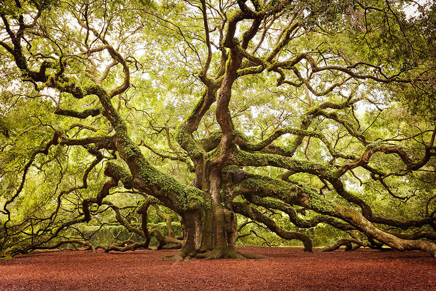 Beautiful old oak tree