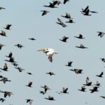 flock of birds flying